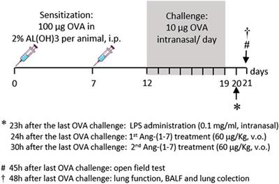 Oral Formulation of Angiotensin-(1-7) Promotes Therapeutic Actions in a Model of Eosinophilic and Neutrophilic Asthma